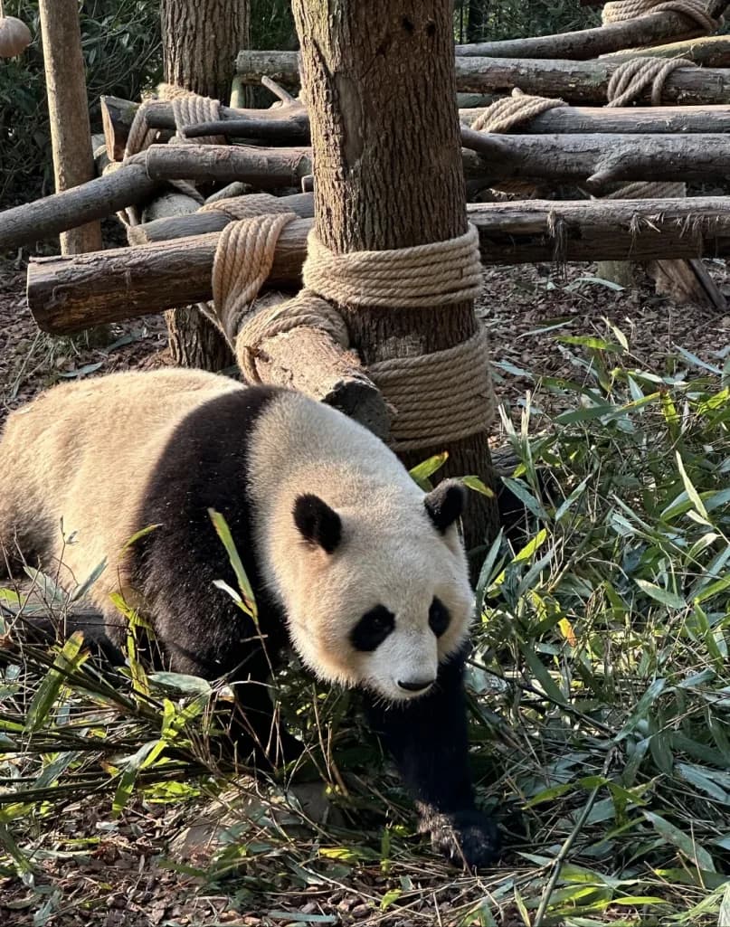 Day 2 — Chengdu Panda Breeding Base · Dujiangyan Water System