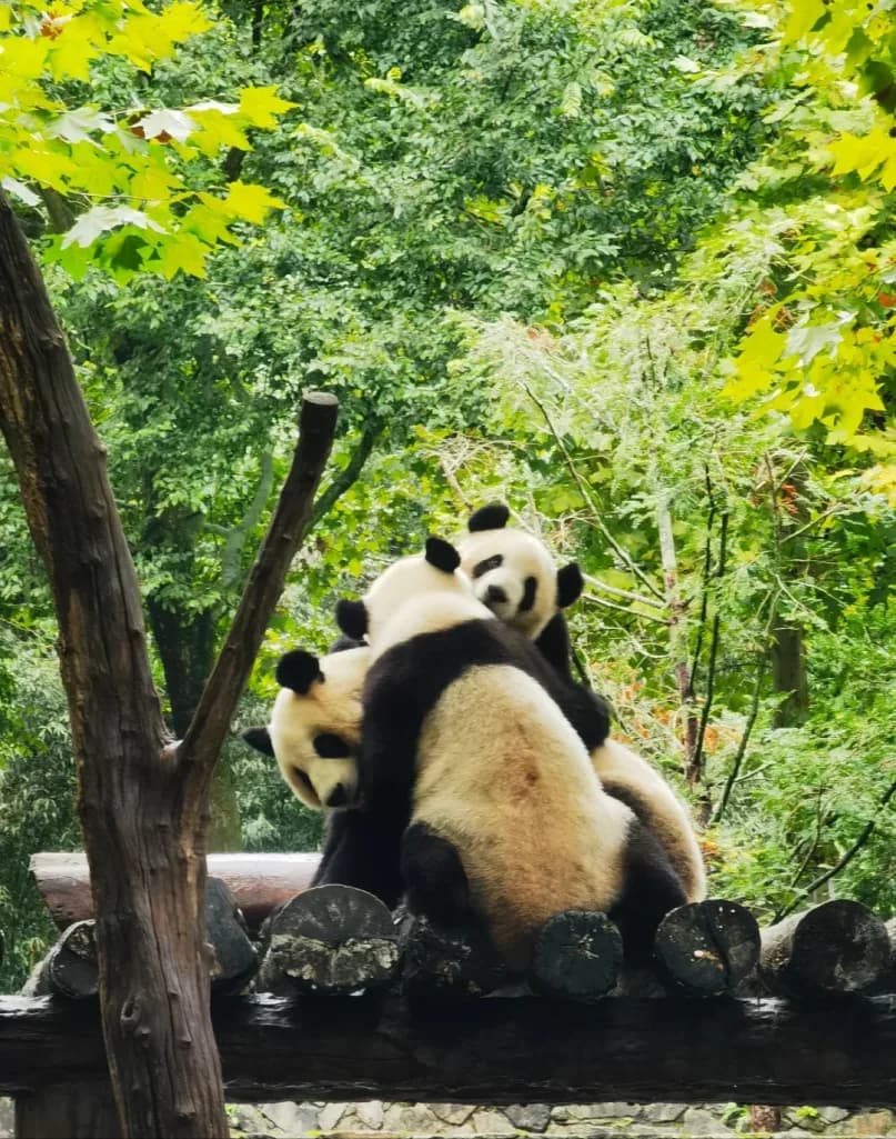 Day 2 — Chengdu Panda Breeding Base · Dujiangyan Water System