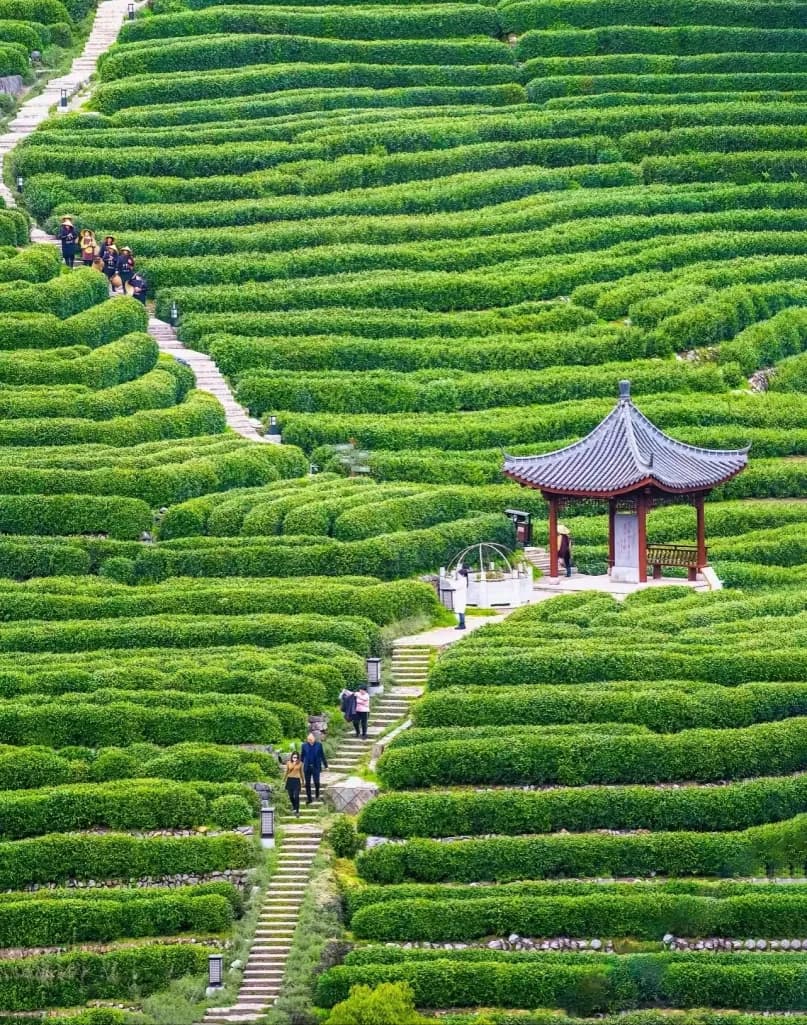 Day 1 — Hangzhou — Matcha Lake Canoe / Longjing Tea Garden
