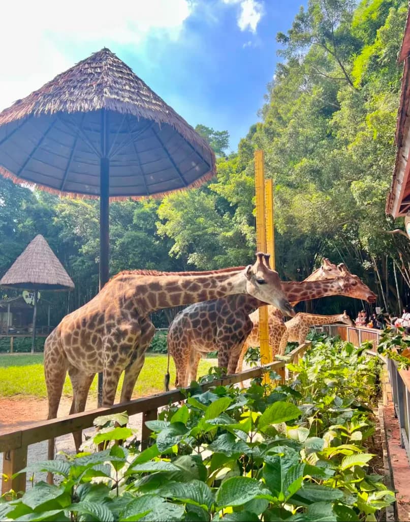 Day 5 — Chimelong Safari Park