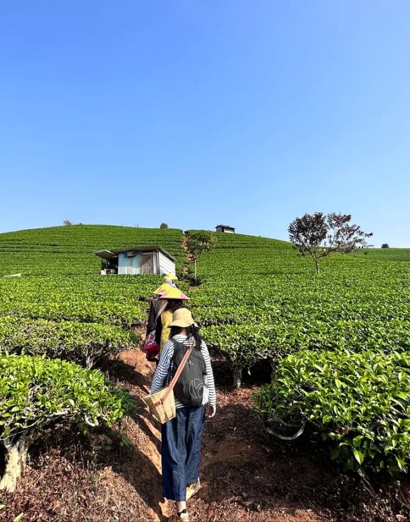 Day 5 — Tea Picking & Making · Cangshan Mountain