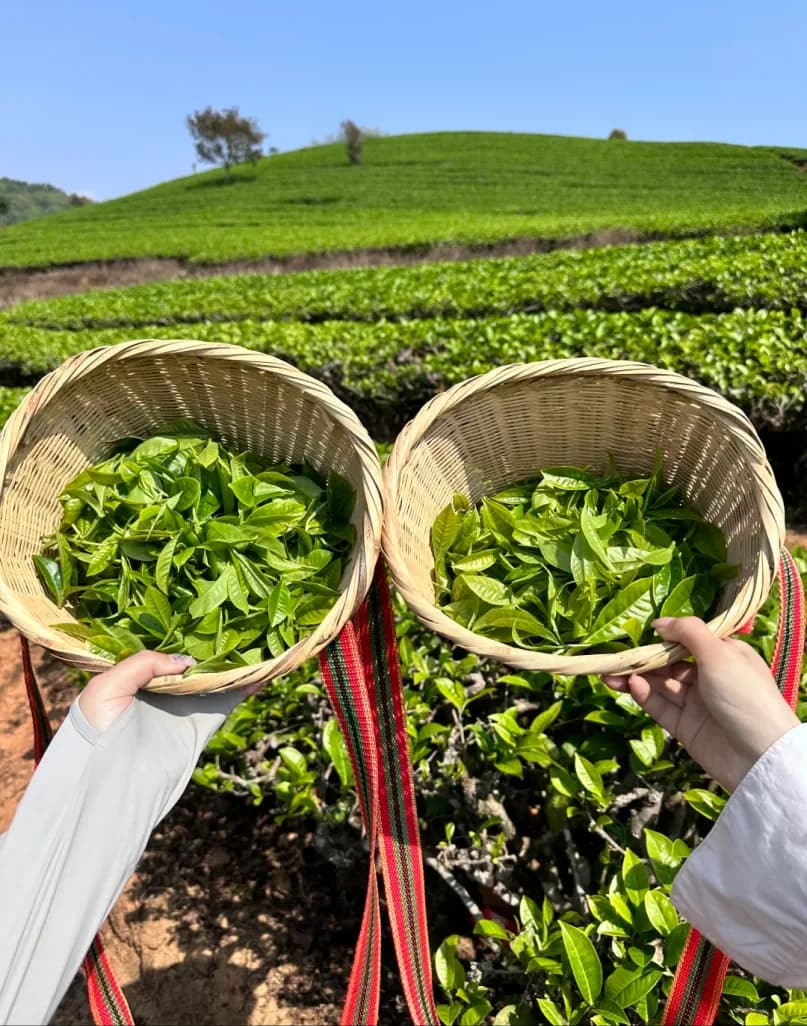 Day 5 — Tea Picking & Making · Cangshan Mountain