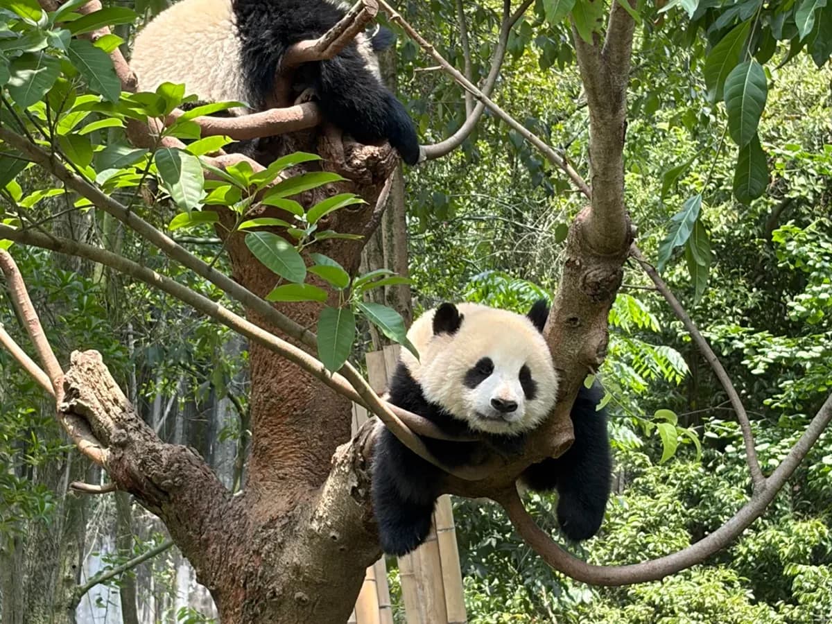 Chengdu Panda Experience: A Half-Day Done Properly