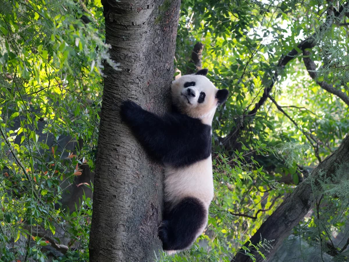 Where to See Pandas in China: Which Base Fits Your Trip (Not Every Zoo With Bamboo)