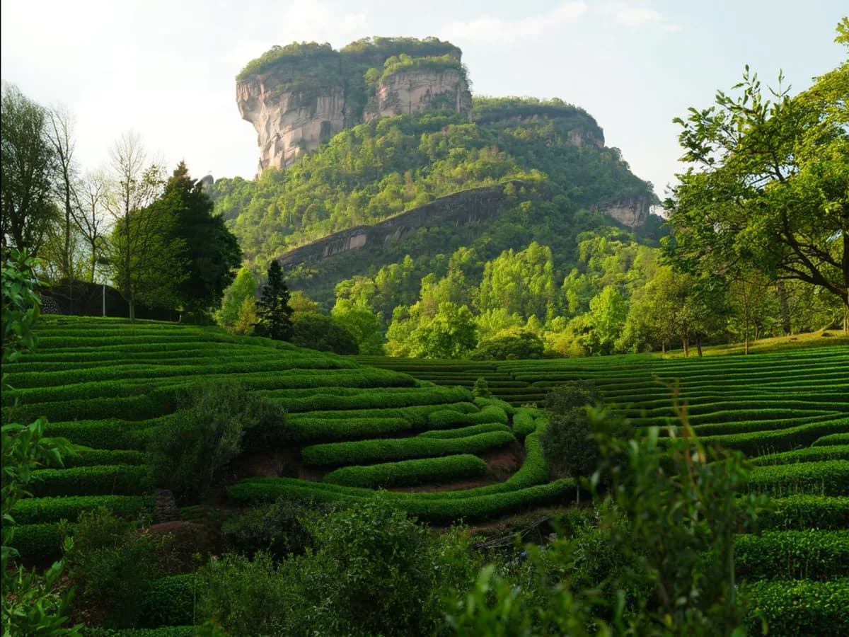 Fujian Tea: Wuyi Rock Tea, Travel Context, and How to Understand It Without a Shopping Stop