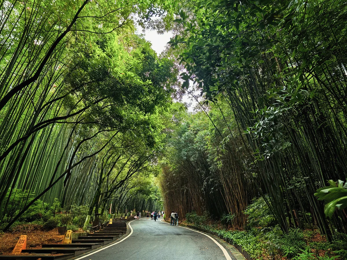 Bamboo forest boardwalk at Chengdu Panda Research Base