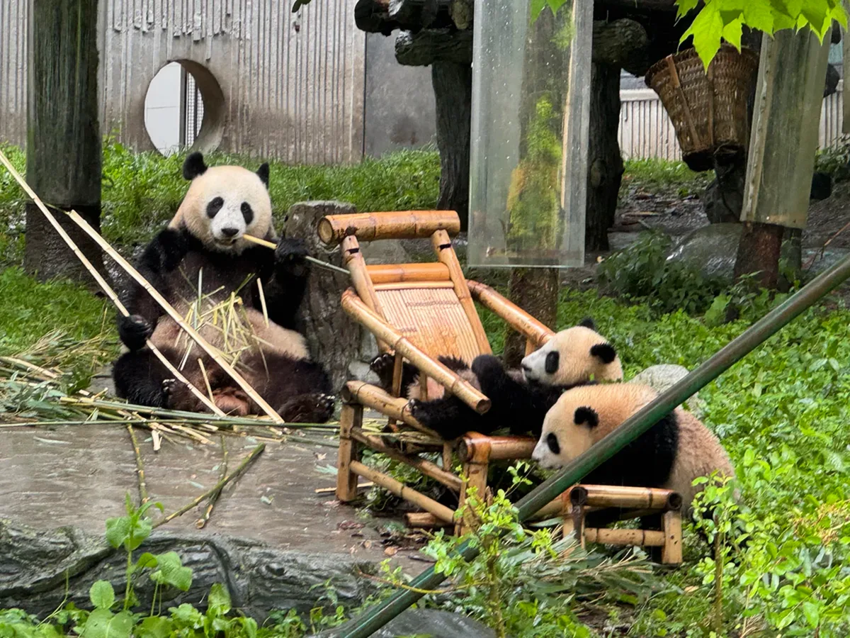 Pandas at Wolong Shenshuping