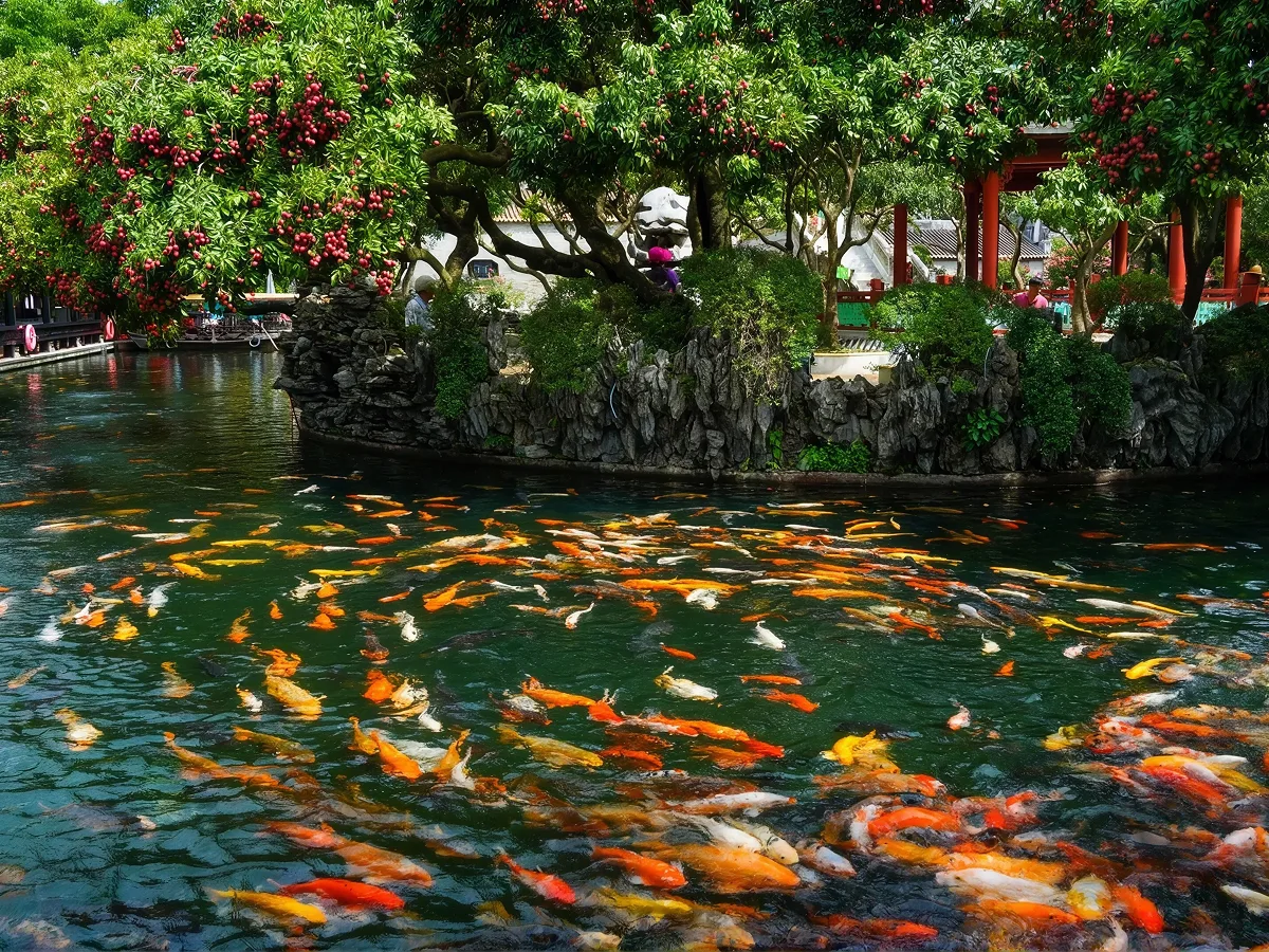 Baomo Garden Koi Pond