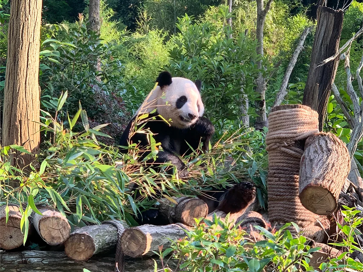 Panda Valley